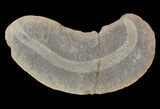 Archisymplectes Fossil Worm (Pos/Neg) - Mazon Creek #70598-2